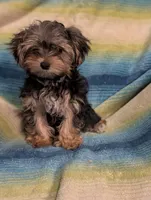 Joe Joe, a male Morkie for sale in Austin, MN – Photo 1 of 3