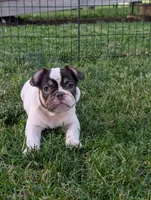 Stevie , a male French Bulldog for sale in Austin, MN – 3 of 3