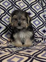 Victor, a male Morkie for sale in Austin, MN – Photo 2 of 2