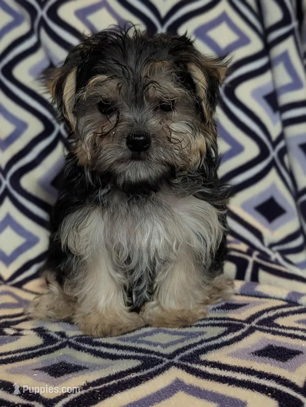 Victor, a male Morkie for sale in Austin, MN – Photo 1 of 2