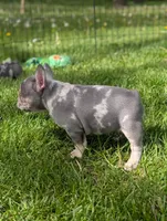 Peter , a male French Bulldog for sale in Austin, MN – 4 of 4