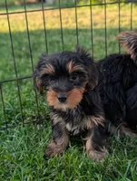 Maggie , a female Yorkshire Terrier for sale in Austin, MN – 2 of 3