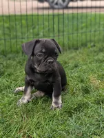 Junior , a male French Bulldog for sale in Austin, MN – 3 of 3