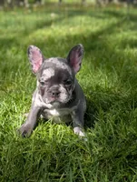 Georgia, a female French Bulldog for sale in Austin, MN – 2 of 2