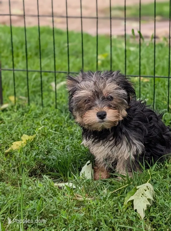 Lola – Morkie puppy for sale in Austin, MN