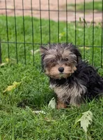 Lola, a female Morkie for sale in Austin, MN – 1 of 5