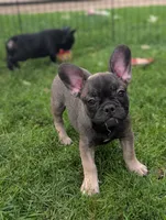 Harriet , a male French Bulldog for sale in Austin, MN – 2 of 3