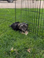 Shirley, a female Morkie for sale in Austin, MN – 2 of 5