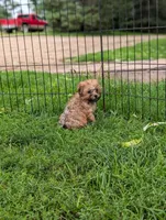 Ralfy , a male Morkie for sale in Austin, MN – 3 of 3