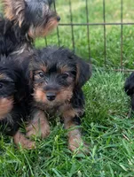 Ginny , a female Yorkshire Terrier for sale in Austin, MN – 3 of 3