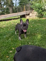 Noah, a male French Bulldog for sale in Austin, MN – 4 of 4