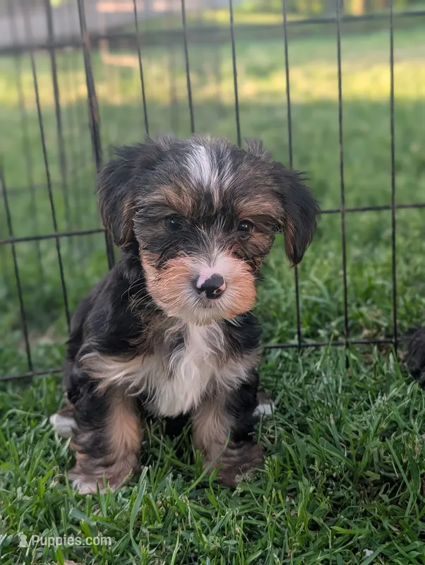 Gigget  – Yorkshire Terrier puppy for sale in Austin, MN