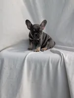 Josephine , a male French Bulldog for sale in Austin, MN – 2 of 2