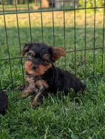 Pepper , a male Yorkshire Terrier for sale in Austin, MN – 2 of 3