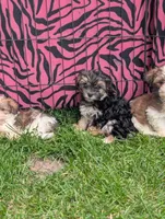 Izzy , a female Morkie for sale in Austin, MN – 3 of 3
