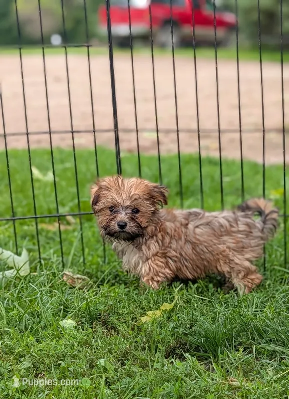 Ralfy  – Morkie puppy for sale in Austin, MN