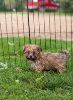 Ralfy , a male Morkie for sale in Austin, MN – 1 of 3