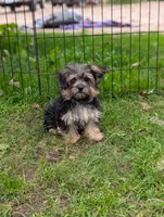 Maggie mae, a female Morkie for sale in Austin, MN – 3 of 3