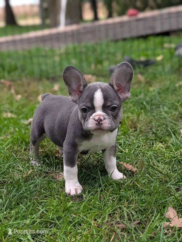Maddie  – French Bulldog puppy for sale in Austin, MN