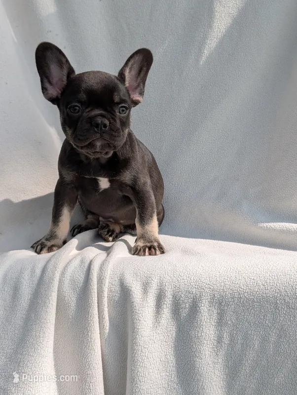 Wyatt – French Bulldog puppy for sale in Austin, MN