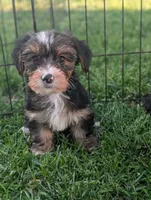 Gigget , a female Yorkshire Terrier for sale in Austin, MN – 2 of 3