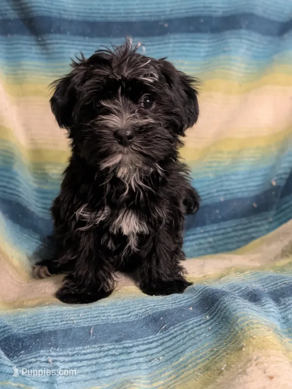 Sam  – Morkie puppy for sale in Austin, MN