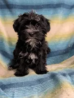 Sam , a male Morkie for sale in Austin, MN – Photo 1 of 3