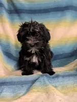 Sam , a male Morkie for sale in Austin, MN – Photo 2 of 3