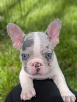 Peter, a male French Bulldog for sale in Austin, MN – 2 of 2