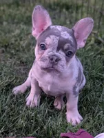 Peter , a male French Bulldog for sale in Austin, MN – 2 of 4