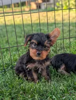 Pepper , a male Yorkshire Terrier for sale in Austin, MN – 3 of 3