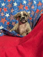 Stan, a male French Bulldog and Pug for sale in Austin, MN – Photo 4 of 4