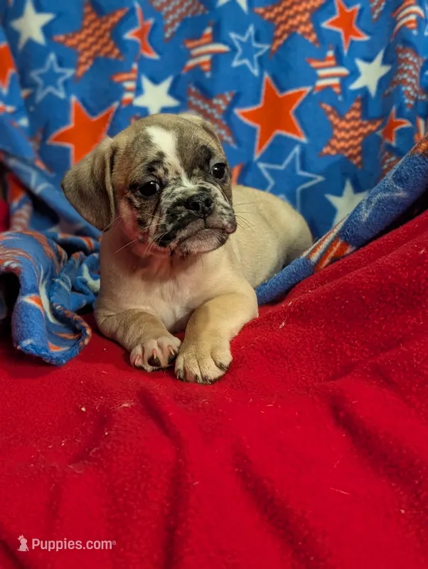 Stan – French Bulldog, Pug puppy for sale in Austin, MN