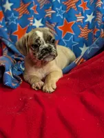Stan, a male French Bulldog and Pug for sale in Austin, MN – Photo 1 of 4