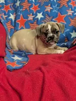 Stan, a male French Bulldog and Pug for sale in Austin, MN – Photo 2 of 4