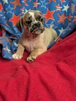 Stan, a male French Bulldog and Pug for sale in Austin, MN – Photo 3 of 4