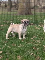 Tilly , a female French Bulldog and Pug for sale in Austin, MN – Photo 3 of 4