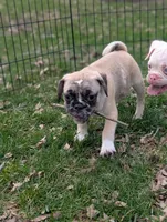 Tilly , a female French Bulldog and Pug for sale in Austin, MN – Photo 2 of 4