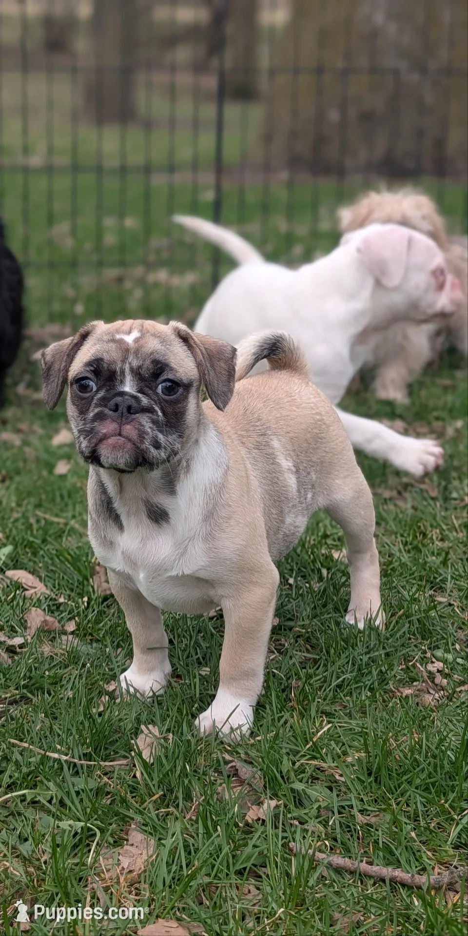 Tilly , a female French Bulldog and Pug for sale in Austin, MN – Photo 1 of 4