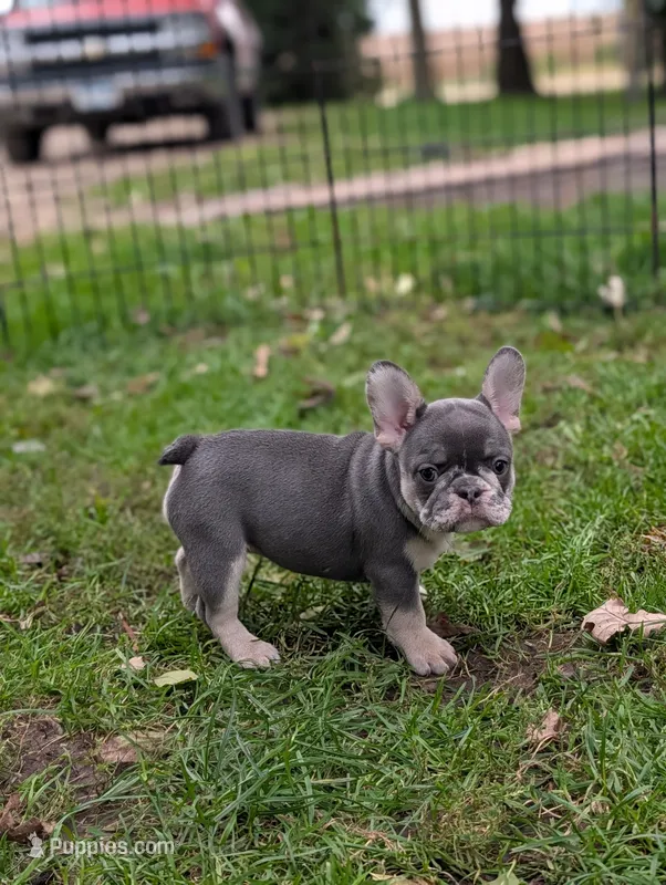 Sally – French Bulldog puppy for sale in Austin, MN