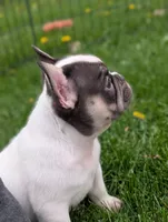 Stevie, a male French Bulldog for sale in Austin, MN – 1 of 3