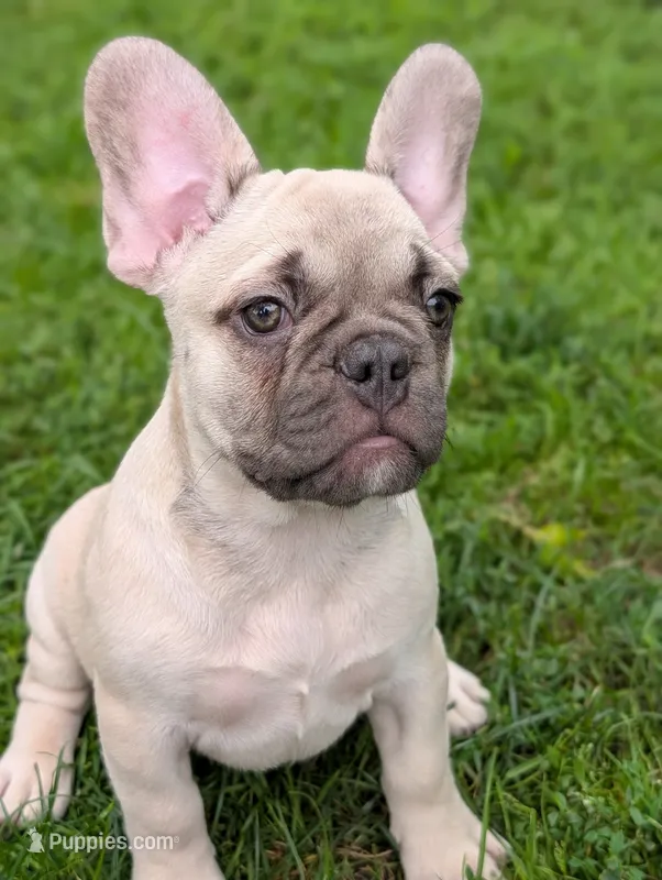 Carl  – French Bulldog puppy for sale in Austin, MN