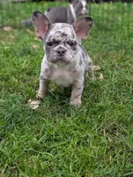Huck , a male French Bulldog for sale in Austin, MN – 2 of 4