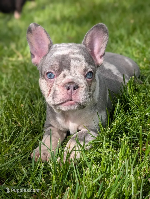 Benny – French Bulldog puppy for sale in Austin, MN