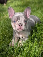 Benny, a male French Bulldog for sale in Austin, MN – 1 of 2