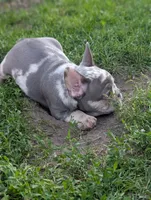 Benny , a male French Bulldog for sale in Austin, MN – 3 of 3