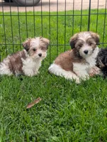 Barbie, a female Morkie for sale in Austin, MN – 3 of 3