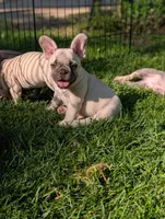 Carl , a male French Bulldog for sale in Austin, MN – 3 of 3
