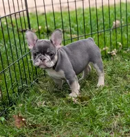 Sally, a female French Bulldog for sale in Austin, MN – 4 of 4