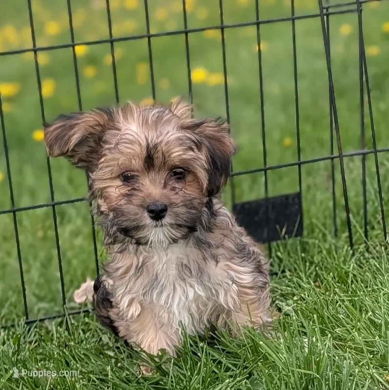 Arthur  – Morkie puppy for sale in Austin, MN